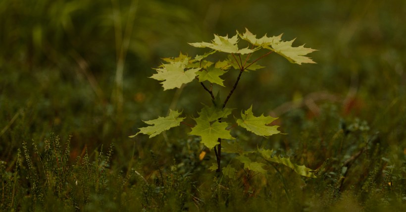 A young maple sapling amidst dense greenery, showcasing vibrant foliage.