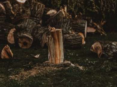 Heap of cut wood with dry and rugged bark on lawn with sawdust in daylight