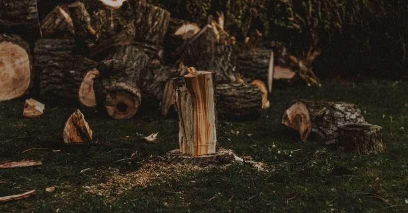 Heap of cut wood with dry and rugged bark on lawn with sawdust in daylight