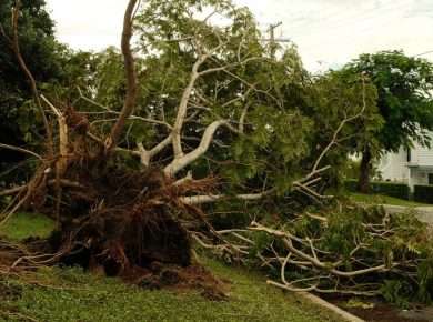 Tree fallen on a house roof after a storm
