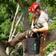 neighbor cut my tree without my permission Tree Removal Cost Calculator: Free 2026 Estimator 5 Arborist climbing a tall tree, illustrating factors a tree removal cost calculator uses to estimate price