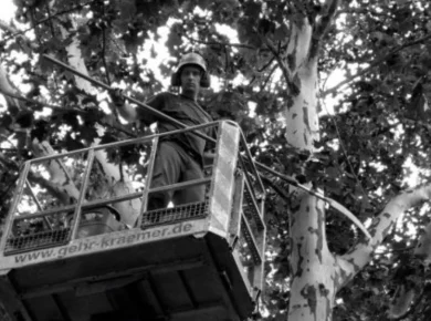 Certified arborist inspecting a tree while preparing a tree removal estimate