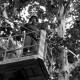 Certified arborist inspecting a tree while preparing a tree removal estimate
