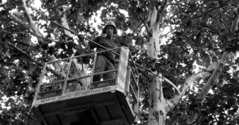 Certified arborist inspecting a tree while preparing a tree removal estimate