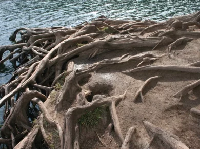 Exposed tree roots spreading through soil, illustrating how roots reach a buried sewer line