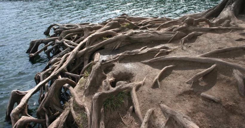 Exposed tree roots spreading through soil, illustrating how roots reach a buried sewer line