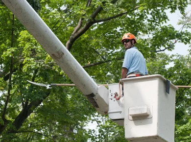 Certified arborist inspecting a tree to prepare an arborist report
