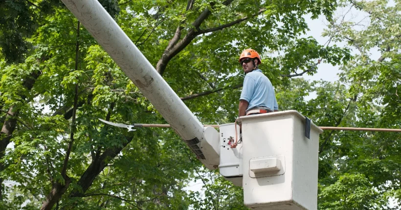 Certified arborist inspecting a tree to prepare an arborist report