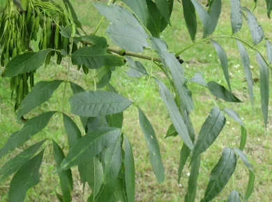 Mature ash tree (Fraxinus) in a yard, illustrating ash tree removal cost factors