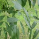 neighbor cut my tree without my permission Ash Tree Removal Cost: 2026 Prices by Size 5 Mature ash tree (Fraxinus) in a yard, illustrating ash tree removal cost factors