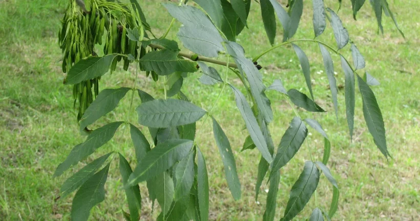 Mature ash tree (Fraxinus) in a yard, illustrating ash tree removal cost factors