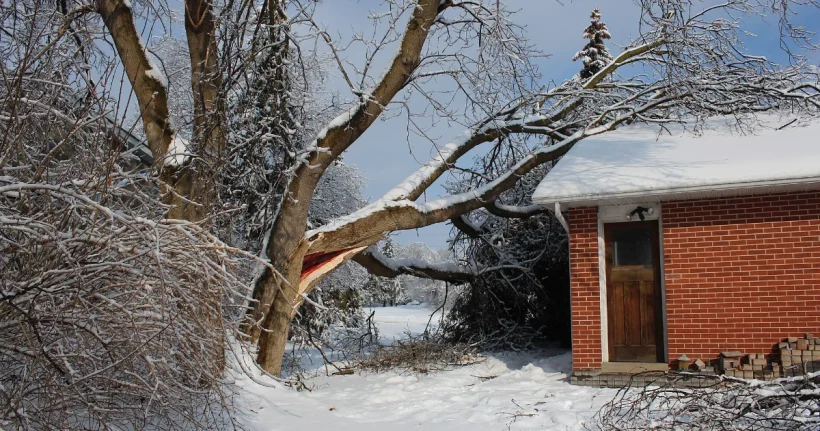 Storm-fallen tree resting on a house roof, the kind of tree damage documented for an insurance claim