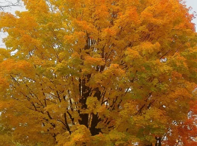 Mature sugar maple tree in a residential yard, illustrating maple tree removal cost factors