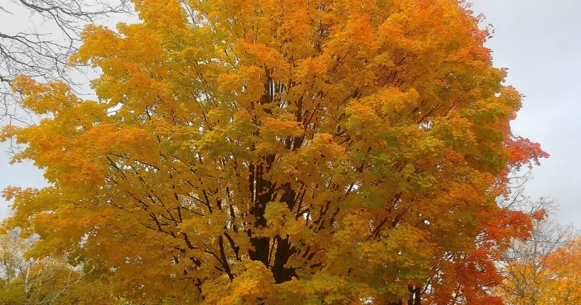 Mature sugar maple tree in a residential yard, illustrating maple tree removal cost factors
