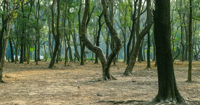 A neighbor's tree roots spreading across the ground and into a yard