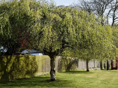 Trees planted along a wooden fence marking a residential property line