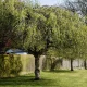 neighbor cut my tree without my permission Neighbor Planted a Tree Next to the Fence? Your Rights 5 Trees planted along a wooden fence marking a residential property line