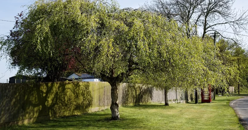 Trees planted along a wooden fence marking a residential property line