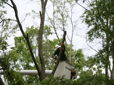 Tree crew trimming branches from a large street tree with a bucket lift