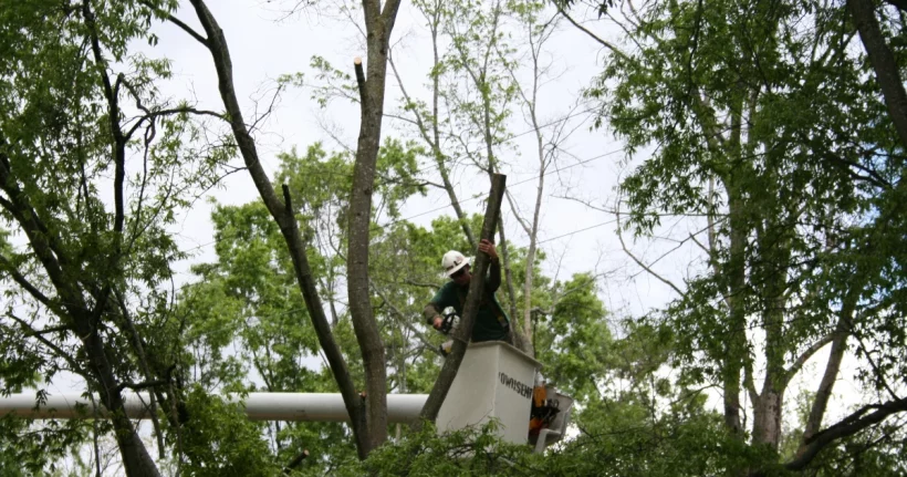 Tree crew trimming branches from a large street tree with a bucket lift