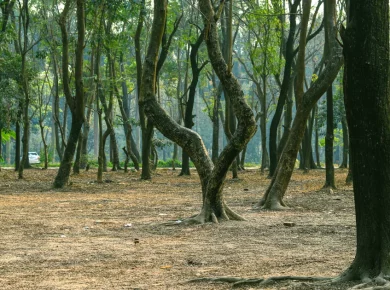Exposed tree roots spreading across the ground near a mature tree trunk