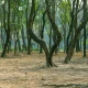 neighbor cut my tree without my permission Tree Roots Damaging Foundation: Signs, Causes & Fixes 5 Exposed tree roots spreading across the ground near a mature tree trunk