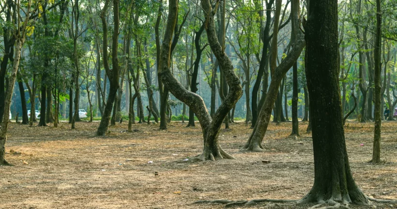 Exposed tree roots spreading across the ground near a mature tree trunk