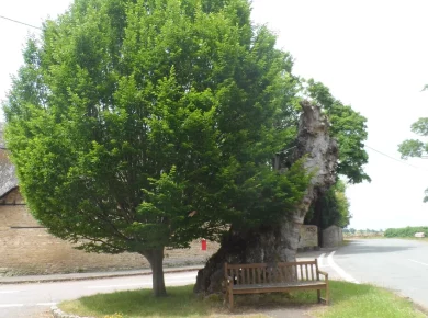 A large declining oak tree in a residential yard being assessed for removal