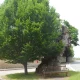 neighbor cut my tree without my permission When to Remove a Tree: 8 Signs It's Time to Act 5 A large declining oak tree in a residential yard being assessed for removal