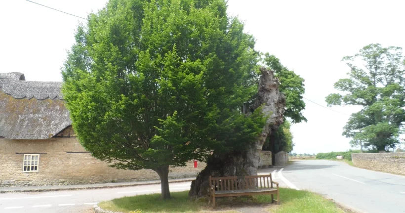 A large declining oak tree in a residential yard being assessed for removal