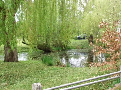 Weeping willow trees beside a pond, illustrating willow tree removal cost factors