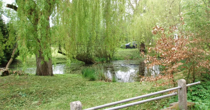 Weeping willow trees beside a pond, illustrating willow tree removal cost factors